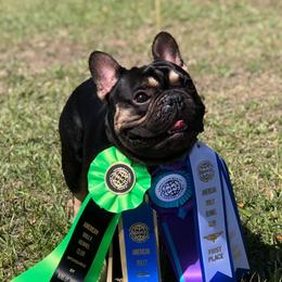 French Bulldogs from Regal Pups