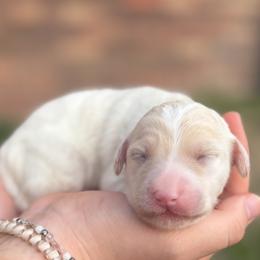Treasure - Fawn and white female Sheepadoodle puppy in Paducah, Ky, Kentucky from Sarah Pearl’s Mini Sheepadoodles