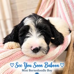 See You Soon Baboon - Tri-color male Bernedoodle puppy in Grove, Oklahoma from Guinn Family Farms