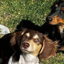 Dachshunds and Yorkshire Terriers from Southern Sweetheart Kennels