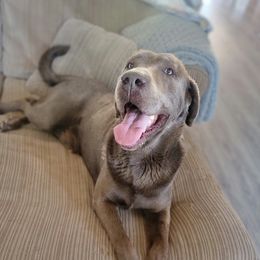 Gus - Dilute Retriever