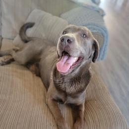 Gus - Dilute Retriever