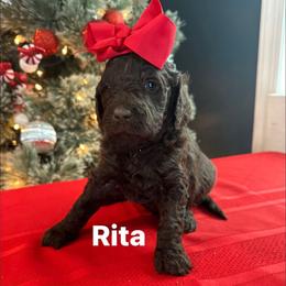 Rita - Chocolate female Goldendoodle puppy in Prosperity, Pennsylvania from Stelladoodles & Company