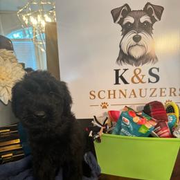 Female 2 - Black female Giant Schnauzer puppy in Pearland, Texas from K & S Schnauzers