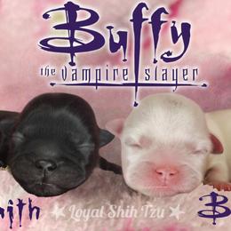 Shih Tzu puppies from Loyal Shih Tzu