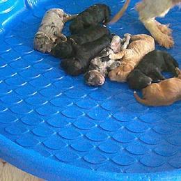 Boy 4 - Black male Goldendoodle puppy in Willits, California from Big Island Goldendoodles