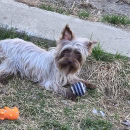 Nestle - Yorkshire Terrier