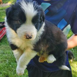 Ash (orange collar) - Black and white male Border Collie puppy in Chester, Vermont from Countryside Border Collies