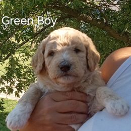 Poodle Puppies from Southwest Standards