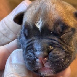 Fawn Female 4 - Fawn female Boxer puppy in Madras, Oregon from BnT Boxers