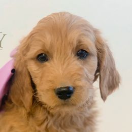 Girl 4 - Goldendoodle puppy in Kanaraville, Utah from Bundy Farm