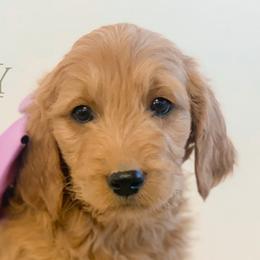 Girl 4 - Goldendoodle puppy in Kanaraville, Utah from Bundy Farm