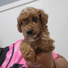 Sally - Apricot female Goldendoodle puppy in Milwaukwe, Wisconsin from Wisconsin Doodles