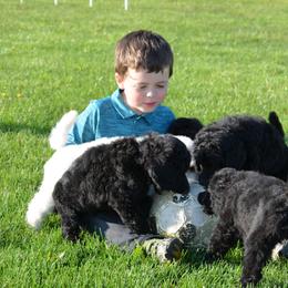 Poodle Puppies from D and D Standard Poodles