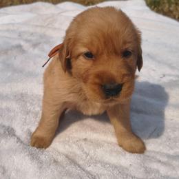 Bing-Orange collar (2nd pick male) - Dark golden male Golden Retriever puppy in Tenino, Washington from Oak River Goldens'