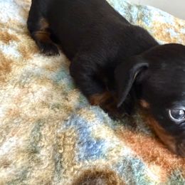 Lando - Black and tan male Dachshund puppy in Vero Beach, Florida from Holly’s Mini Weenies