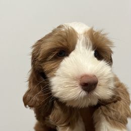 McLaren - Red male Australian Labradoodle puppy in Orange, California from Little Kingdom Doodles