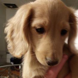 Pauly - Dachshund