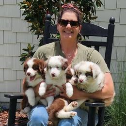 Australian Shepherd Puppies from Out of the Blue Aussies