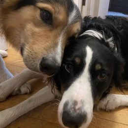Border Collie All Grown Up from Border Collie LLC