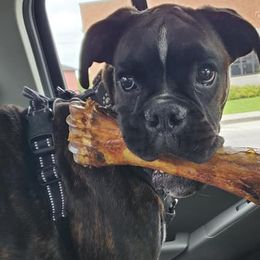 Boxers from BoxWel Boxers