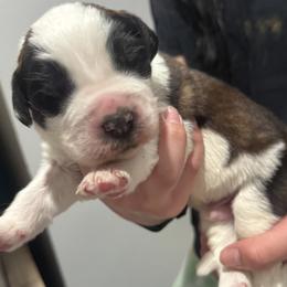 Saint Bernard Puppies from M&R SKYHAVEN SAINTS