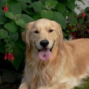 American Eskimo Dogs and Golden Retrievers from Gold Ducat Kennels