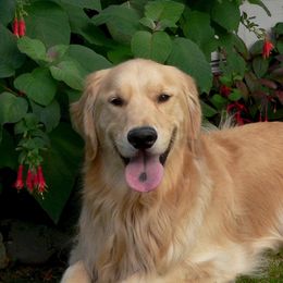American Eskimo Dogs and Golden Retrievers from Gold Ducat Kennels