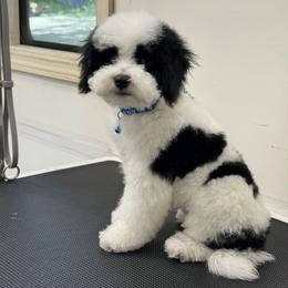 Charlie - Black and white male Bernedoodle puppy in Gainesville, Florida from Pet Inn Xxweetdoodles