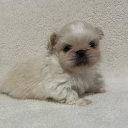 Woody - Cream male Pekingese puppy in Clinton, Tennessee from Gracelands Pekingese