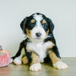 Cedar - male Australian Mountain Doodle puppy in Spanish Fork, Utah from K Brand Doodles