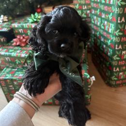 Cavalier King Charles Spaniel and Cocker Spaniel Puppies from Ray of Sunshine Spaniels LLC
