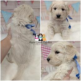 Louie - OFA-Genetics-2 Yr Health Warranty. - Cream male Goldendoodle puppy in Jeddo, Michigan from Apple Creek Doodles