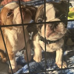 Boston Terrier Puppies from Bosco’s Bostons