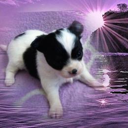 Chihuahua Puppies from Chilove Chihuahuas