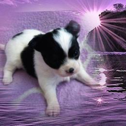 Chihuahua Puppies from Chilove Chihuahuas