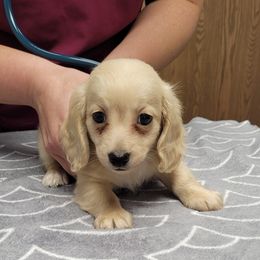 Boy 3 - Dachshund puppy in Anamosa, Iowa from Melsh Precious Pets