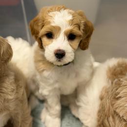 Cucumber - Parti female Goldendoodle puppy in Silverdale, Washington from King Family Doodles