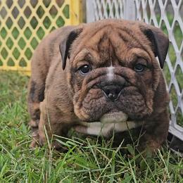 Boy 2 - male Bulldog puppy in Killingly, Connecticut from Brooklyn Beefcakes