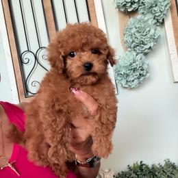 Sir Benji - Red male Maltipoo puppy in Southern,, California from Maltipoo Tiny Pups & More