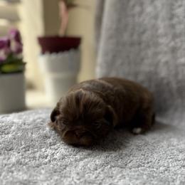 Hydro - Chocolate male Shih Tzu puppy in Las Vegas, Nevada from Vegas Shih Tzus
