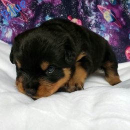 Rottweiler Puppies from Von Hunter Rottweilers