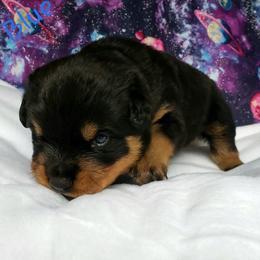 Rottweiler Puppies from Von Hunter Rottweilers