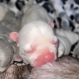 French Bulldog Puppies from 4 Leaf Frenchies