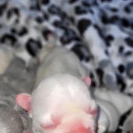 French Bulldog Puppies from 4 Leaf Frenchies