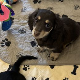 Dachshunds from Holiday Dachshunds