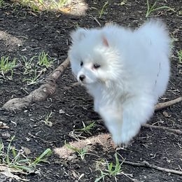 American Eskimo Dog Puppies from Soleil American Eskimos