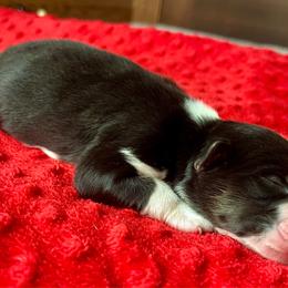 Manny - Black tri-color male Australian Shepherd puppy in Loda, Illinois from Pilcher Farms