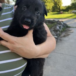 German Shepherd Puppies from Bolwerk’s 3B Acres