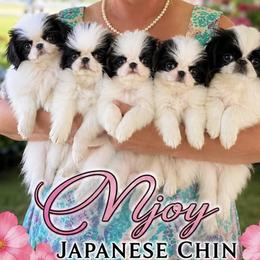Japanese Chins from Njoy Japanese Chin